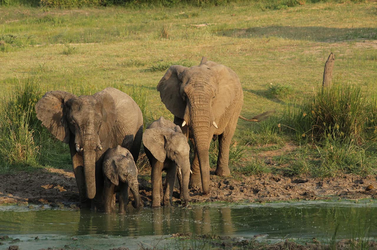 africa-do-sul-kapama-river-lodge-elefante