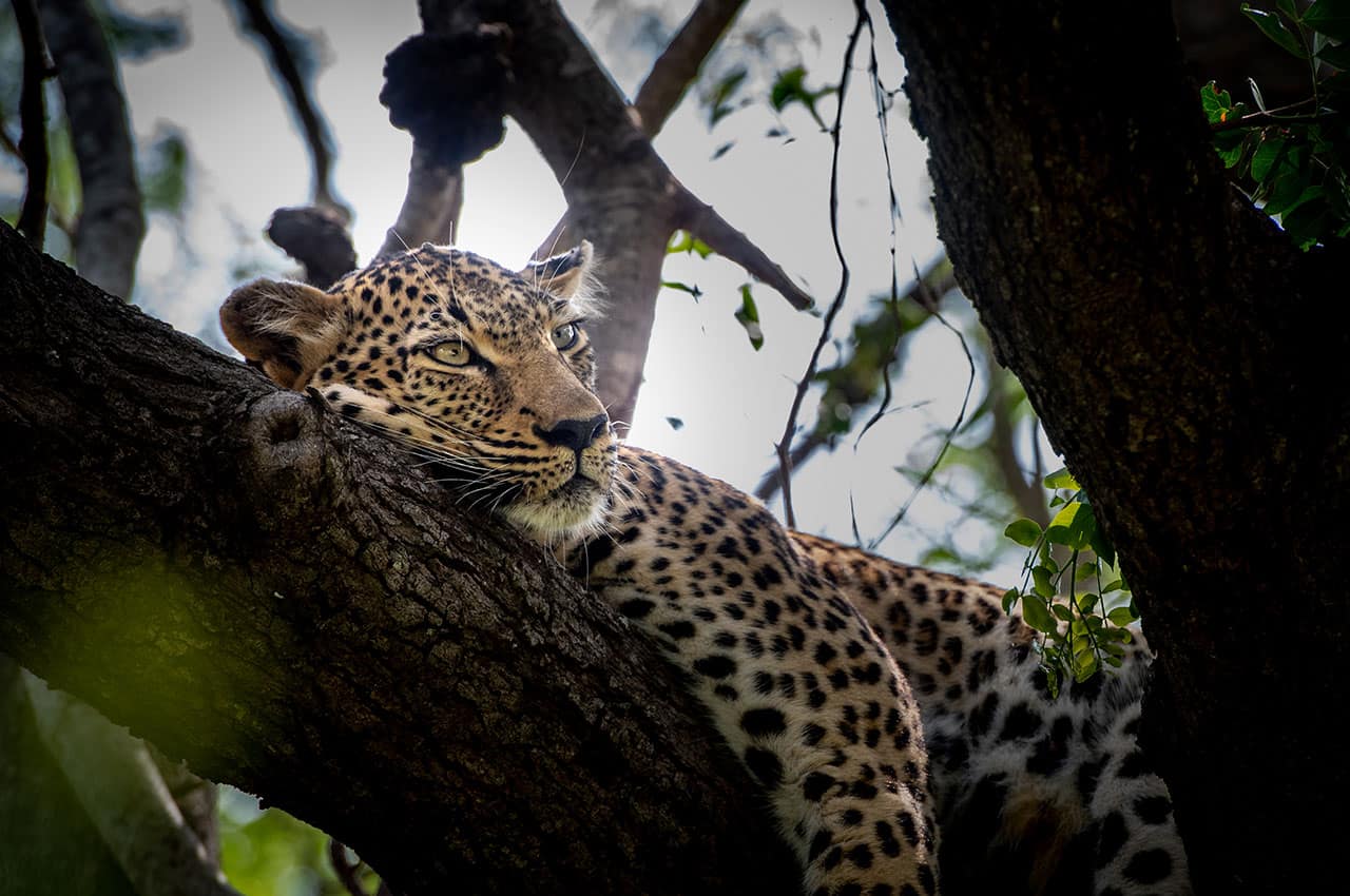 africa-do-sul-kapama-river-lodge-leopardo-arvore